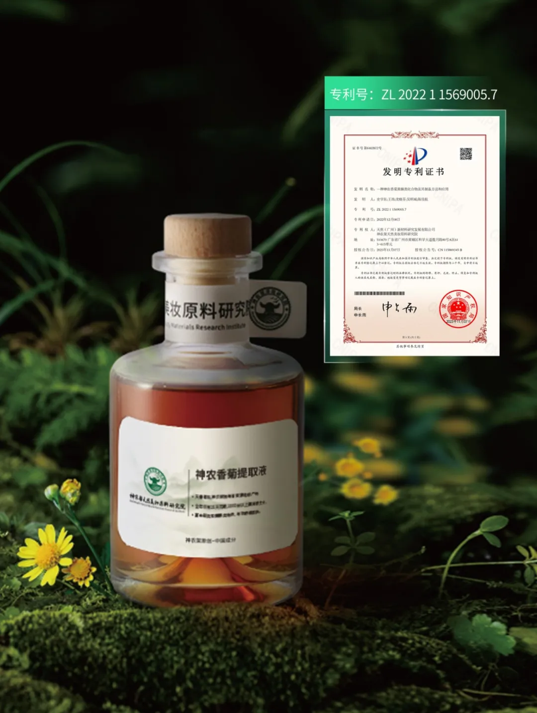 Shennong chrysanthemum raw material and new-ingredient filing invention patent certificate