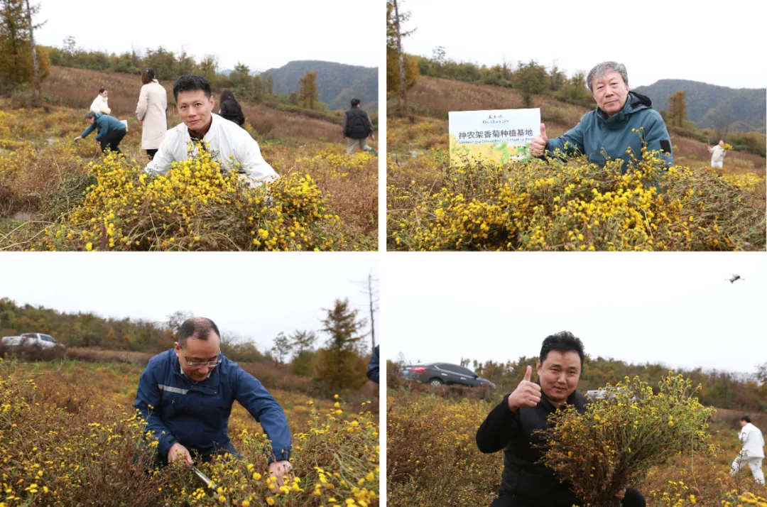 Brand representatives inspecting the Shennongjia fragrant chrysanthemum planting base
