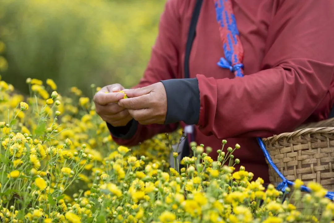Workers harvesting Shennong chrysanthemum in Shennongjia