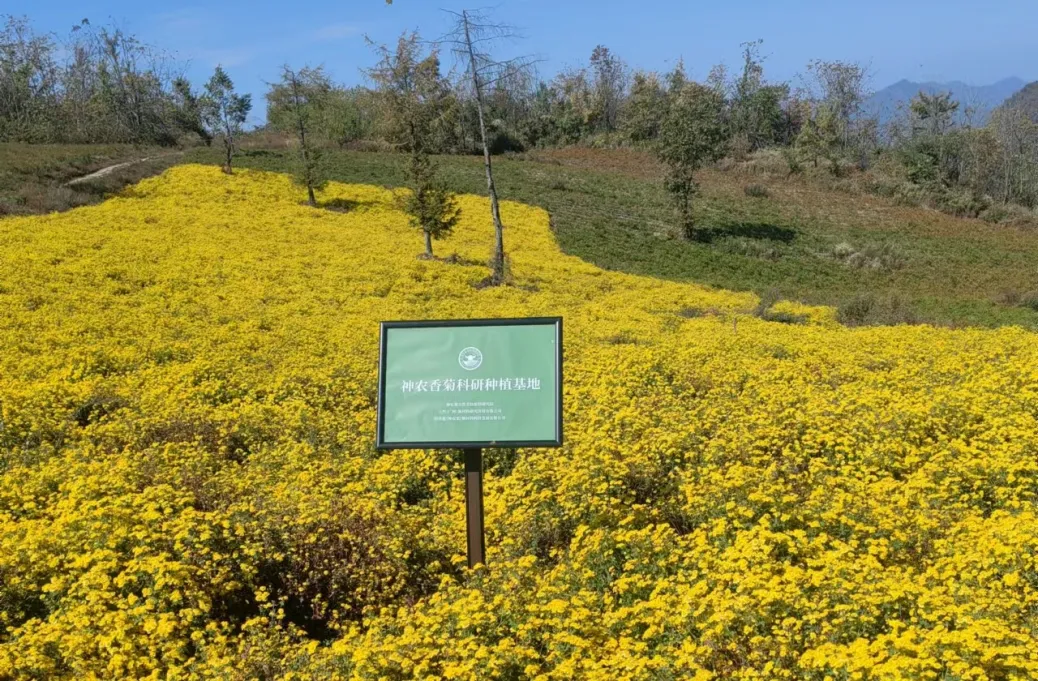 DEVA Shennong chrysanthemum emotional skincare ingredient
