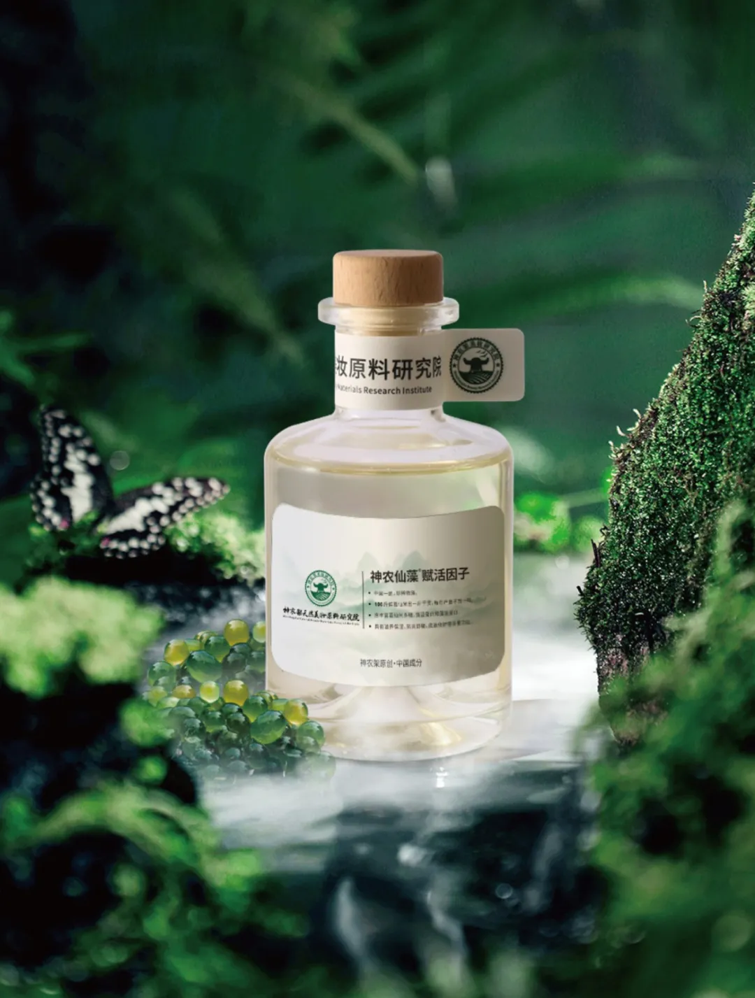 Shennong fairy algae raw material