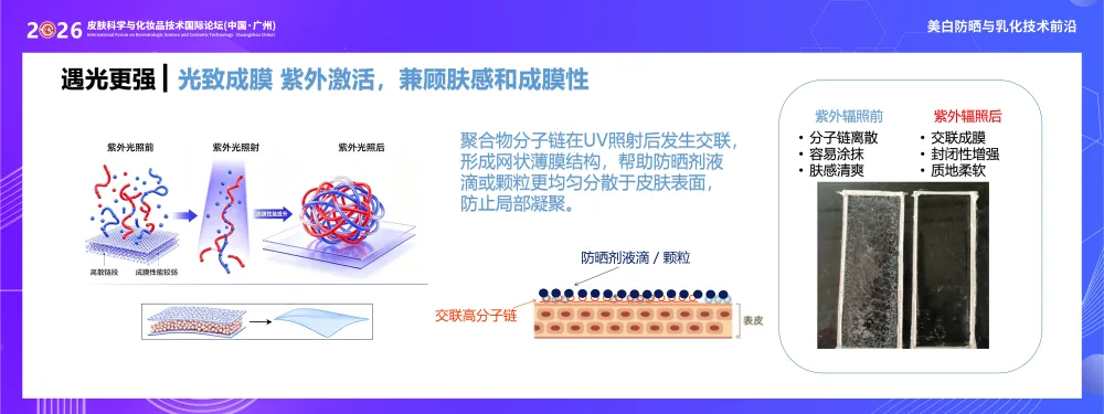 光致成膜技术图：紫外照射前后聚合物分子链由离散变为交联成膜，兼顾肤感与成膜性